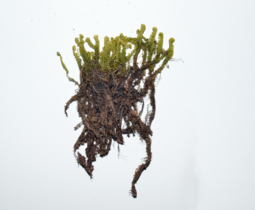 Intermediate Hook-moss